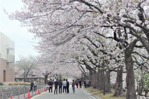 技大桜散策祭の様子1