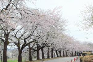 技大桜散策祭の様子2