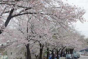 技大桜散策祭の様子3