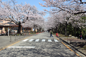 Image of"NUT Sakura Sansaku Matsuri Held"1