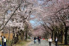 pic of Lines of SAKURA trees in full bloom