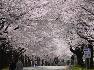技大桜散策祭の画像