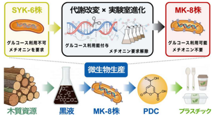 リグニン分解細菌を「ものづくり微生物」へ －木質資源から有用化学品を生産する基盤技術を確立－ 画像