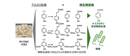 糖質を使用せずに基幹芳香族化合物を生産する新たな技術開発に成功―非糖質原料からの「4-ヒドロキシ安息香酸」のバイオ合成法を創出― 画像