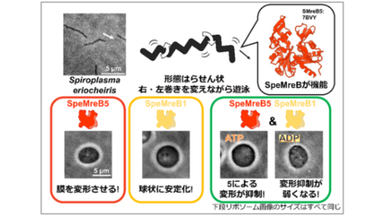 運動性細胞骨格タンパク質 SpeMreBの役割と制御のしくみを観察－細菌の"筋肉"でリポソームを動かすことに成功 細菌運動の再構成へ前進－ 画像