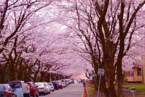 技大桜散策祭の様子4