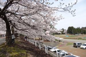技大桜散策祭の様子3
